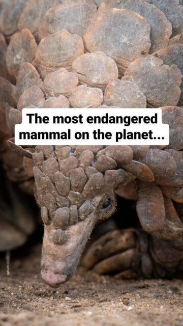 Did you know that the Pangolin was one of the most critically endangered mammals on the planet? Known as "scaly anteaters", these amazing creatures are often trafficked into Vietnam and China because of the desire for their scales and meat. Pangolin, which means "Roller" can be found in both Africa and Asia with a total of 8 different species of Pangolin out there in the world.

Every time I see these creatures in the wild, it is a unique and incredible experience! This reel was remixed from @singita_ to include my videos I took of some of my favorite Pangolin encounters.

#igdaily #reelsinstagram #reelitfeelit #wildlifephotography #wildlifeconservation #wildlifephotographer #nakedplanet #africarising #reelsafrica #southafrica