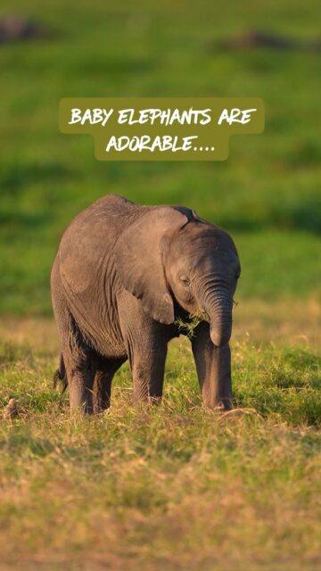 Everyone  loves a baby 🐘!