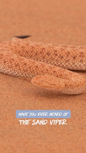 The Sahara sand viper (Cerastes vipera), also known as the Avicenna viper, is a small, highly venomous snake native to North African and Sinai Peninsula deserts. It is known for its flat, shovel-shaped head, eyes on top for burying itself, and its characteristic sidewinding motion to navigate hot sand.

#snakesofig #snakesofinstagram #planetearth #WildlifeReels