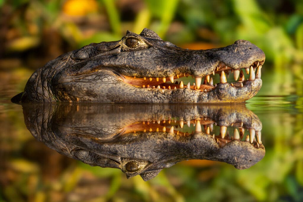 Caiman Reflection In the Pantanal