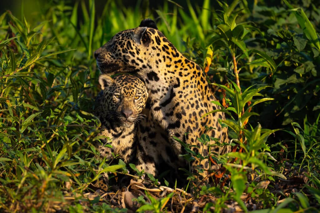 Brazil-Jaguar-Photo-Workshop-Jaguar-Cub-Mom