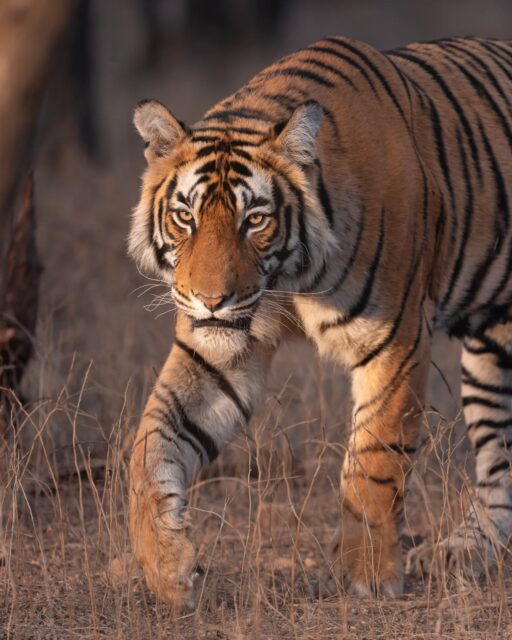 The Bengal Tiger is the most beautiful big cat in the world. There is something so special and different about them when compared to lions, leopards or jaguars.

Have you seen one in the wild before?

Sony a1 II w/ 300mm f/2.8GM or 600mm f/4 GM
#sonyalpha #sonyambassador #wildlifephotography #indiawildlife