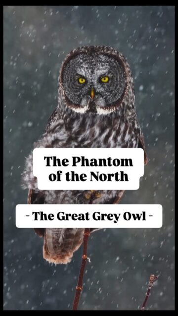 The Great Grey Owl, otherwise known as the “Phantom of the North”, is the largest owl in the world. It gets its name because it is an elusive, hunter that stalks its prey in near silence. It can be found in the boreal forests of the Northern Hemisphere.

Have you seen one in the wild before?

Taken with a Sony a1 II w/ 400mm f/2.8 GM