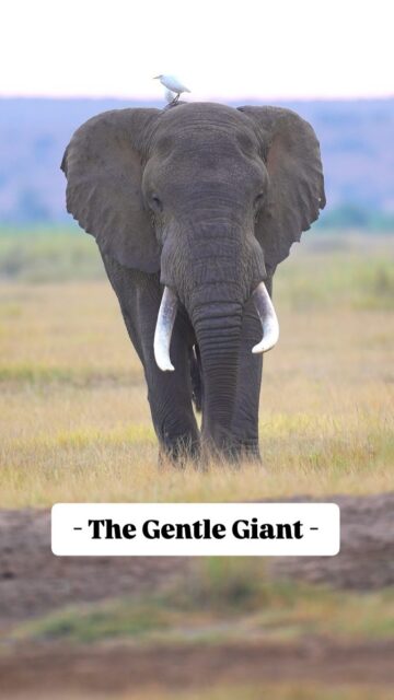 There is always something special when it comes to experiencing a wild African elephant walking towards you. These gentle creatures are the surveyors of the African grasslands.

Have you seen an 🐘 in the Wild?