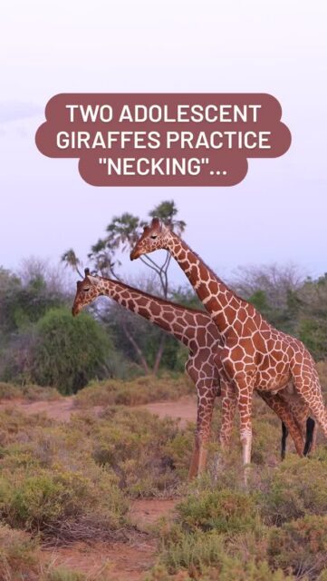 It is pretty incredible to see two young 🦒 "Necking". They push, shove and hit each other in a practice known as "Necking". Doing this as an adolescent allows them to practice and prepare for the battles ahead as they try to establish dominance as an adult.

#wildlifephotography #wildlifephotographer #thisisafrica #safariphotography #safari