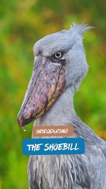 I want to introduce you to one of the most unique birds on the planet...the Shoebill! With a height of over 5 ft and a wingspan of nearly 8 feet, the Shoebill is a massive, prehistoric-looking bird. You can't look at this creature and NOT think "Dinosaur"! These carnivorous birds tend to be solitary and are critically threatened, with only 5,000-8000 individuals left on earth. You can find them in freshwater swamps and marshes in East Africa, specifically Uganda, South Sudan and Zambia.

Be sure to save this reel for later and share it with any other bird lovers you might know!

#birdphotography #birdsofinstagram #WildlifeReels