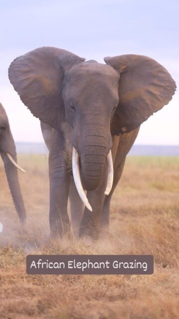 It is always soothing to watch a wild African Elephant graze on the plains of East Africa. With how chaotic the world is right now, enjoying this short distraction!

#sonyalpha #WildlifeReels #africansafari