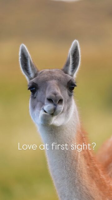 Sometimes with nature...one can't help but fall in love at first sight ;) 

Guanaco (part of the Llama family), taken in Torres del Paine National Park in Southern Patagonia.