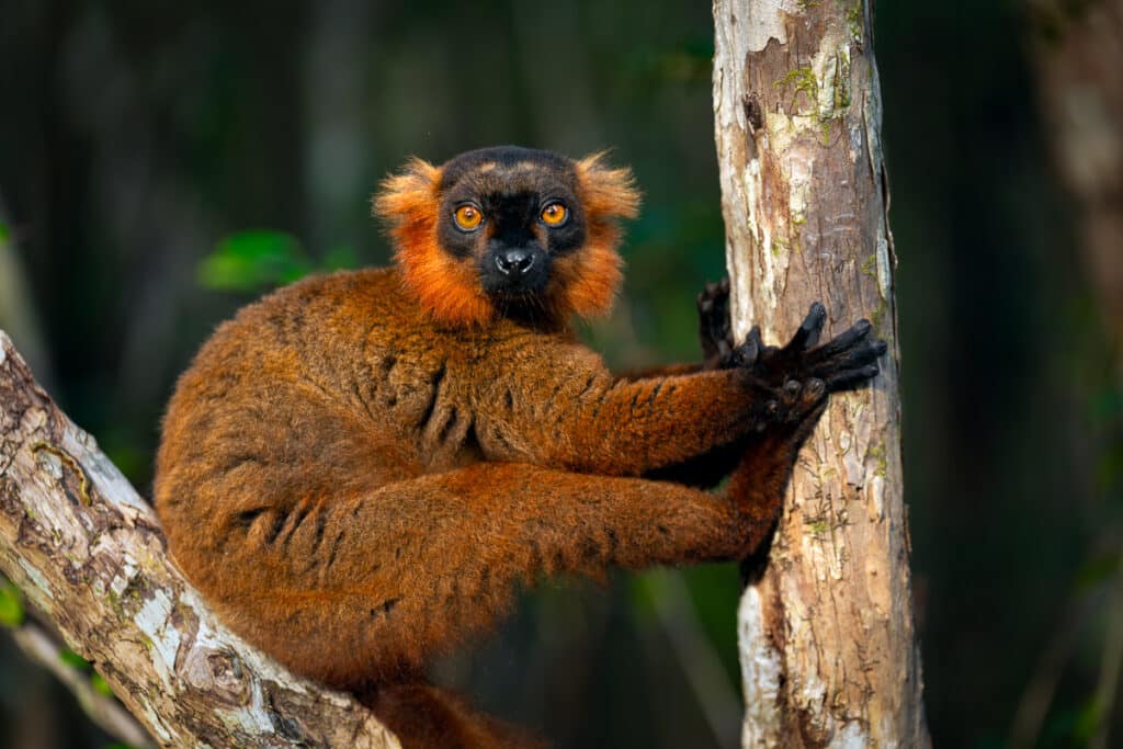 Hybrid Cross between Black Lemur and Crowned Lemur