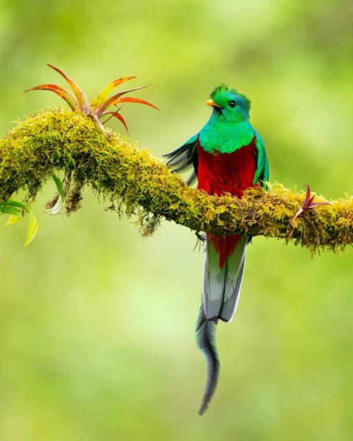 It is almost Quetzal season down in Costa Rica! What a truly amazing bird!

Sony a9 II / 400mm f/2.8 GM w/ 2x TC