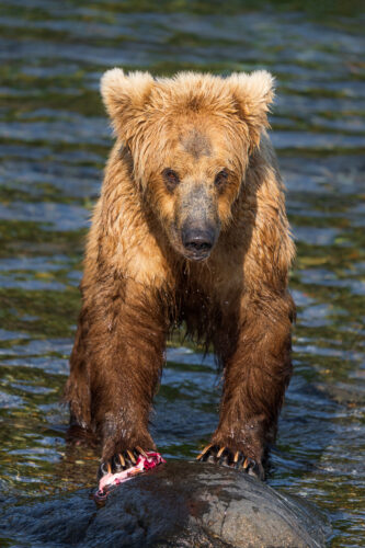 Join renowned photographer Colby Brown for an exclusive Alaska Brown Bear photography workshop in the untouched wilderness of Alaska.