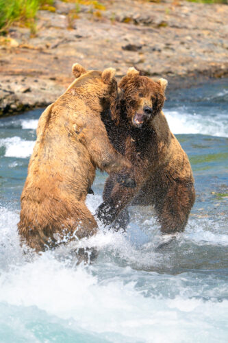 Join renowned photographer Colby Brown for an exclusive Alaska Brown Bear photography workshop in the untouched wilderness of Alaska.