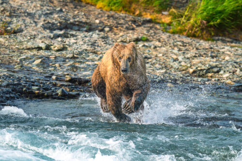 Alaska Brown Bear Charging Spawning Salmon on the McNeal River Sanctuary, Alaska