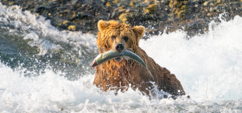 Join renowned photographer Colby Brown for an exclusive Alaska Brown Bear photography workshop in the untouched Alaskan wilderness of the remote regions of Katmai and Lake Clark National Parks