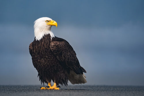 Bald Eagle Portrait - The Alaska Brown Bear Photography Workshop with Colby Brown