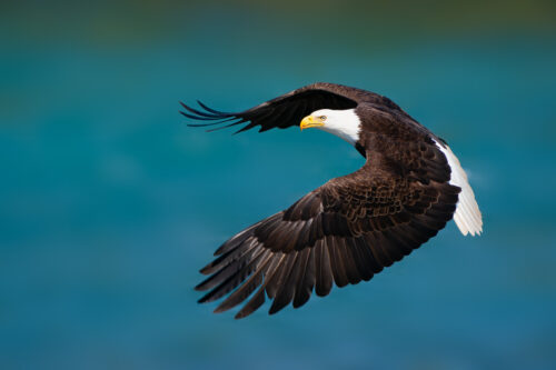 Bald Eagle in Flight - the Alaska Brown Bear Photography Workshop with Colby Brown