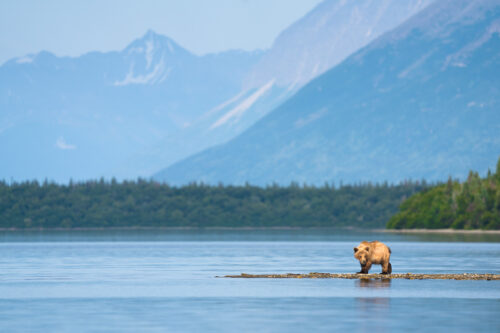 Alaska Brown Bear searching for food in a mountain stream - Alaska Brown Bear Photography Workshop