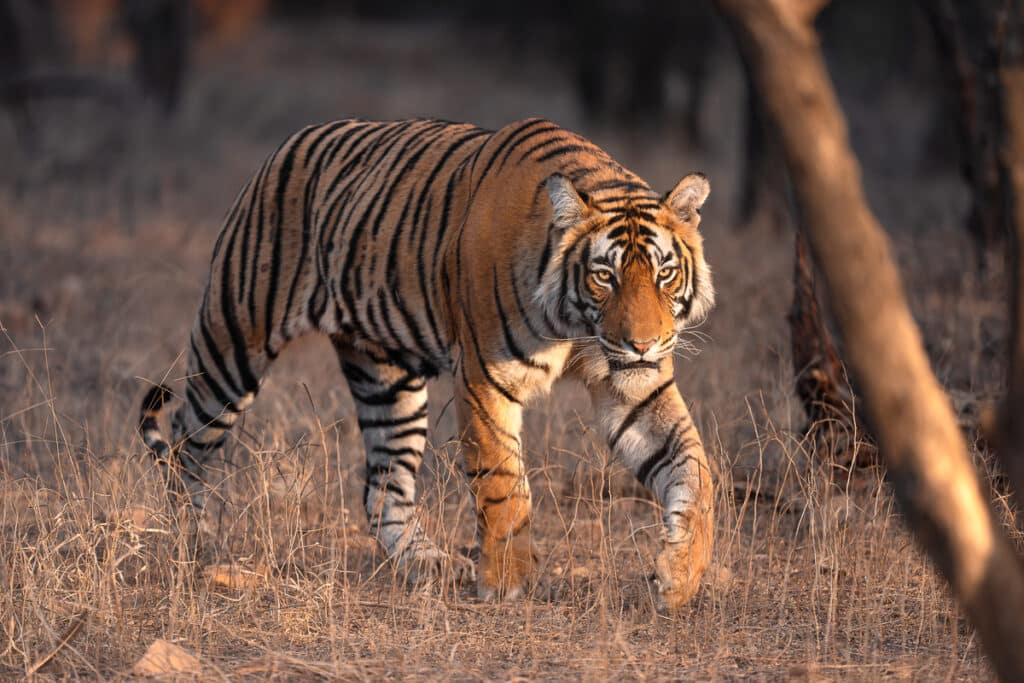 India-Tiger-Photo-Workshop-Tiger-Walking