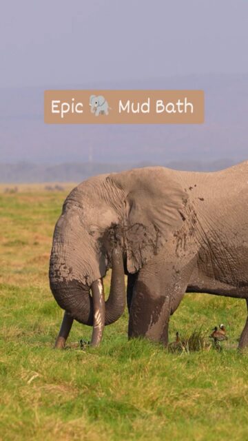 If you need a little break from reality and doom scrolling, enjoy the next 45 seconds of this adorable elephant having a mud bath in the middle of the African Bush.

#wildlifephotographer #WildlifeReels #elephant #elephantsofinstagram