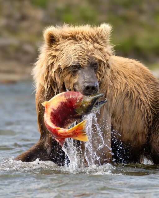 ​There’s nothing quite like summer in Alaska alongside the brown bears of Katmai!

With salmon numbers considerably lower this year, the bears were constantly working the tidal flats and rivers —delivering non-stop action and even better opportunities for our workshop crew.

​Here’s is a quick selection of some of my favorites so far. Which shot do you like the most?

Sony a7R VI + 100-400 f/4.5 GM
#sonyalpha @sonyalpha