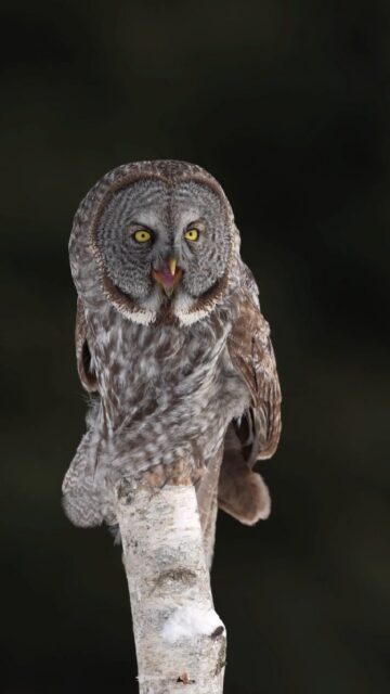 The largest owl on the planet
hunts without a sound.

The Great Grey Owl – the Phantom of the North. Five feet of wingspan, facial discs that funnel sound like satellite dishes, and feathers engineered for silent flight. When this one locked eyes with me in Eastern Canada, the forest went completely still.

Some encounters you photograph. Some you just stand there and feel lucky.

What's the most impressive animal
ever witnessed?

Sony a1 II w/ 400 f/2.8 GM

#SonyAlpha
#WildlifePhotography
#GreatGreyOwl #0wl
#BirdsOfInstagram