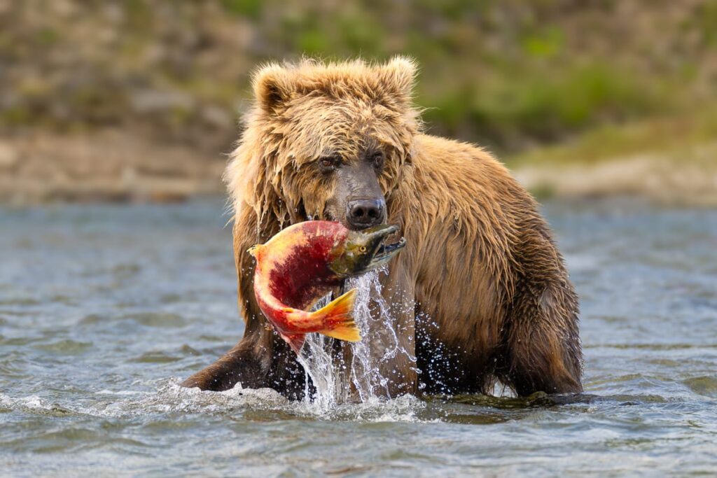 Brown-Bear-Eating-Sockeye-Salmon-Katmai-Alaska-Brown-Bear-Photography-Workshop-2 Brown-Bear-Eating-Sockeye-Salmon-Katmai-Alaska-Brown-Bear-Photography-Workshop-2