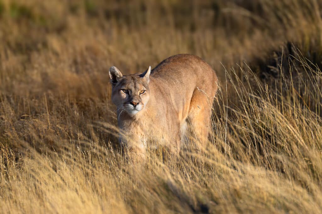 Torres del Paine National Park, Chile Puma Walking Through a Field
