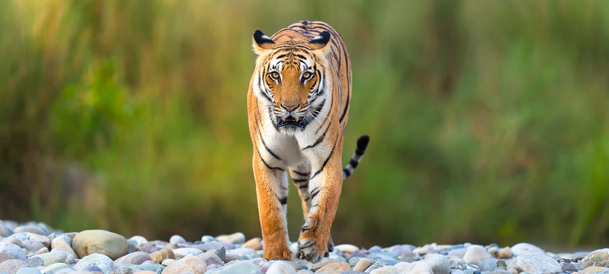 Jim Corbett National Park, India